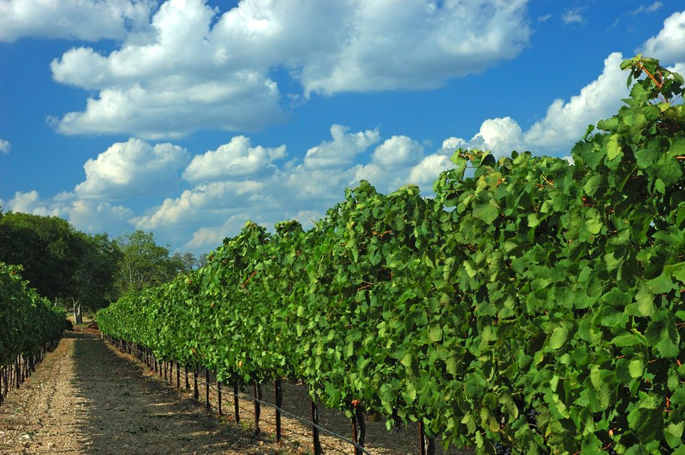 Hill Country Wineries ready for harvest