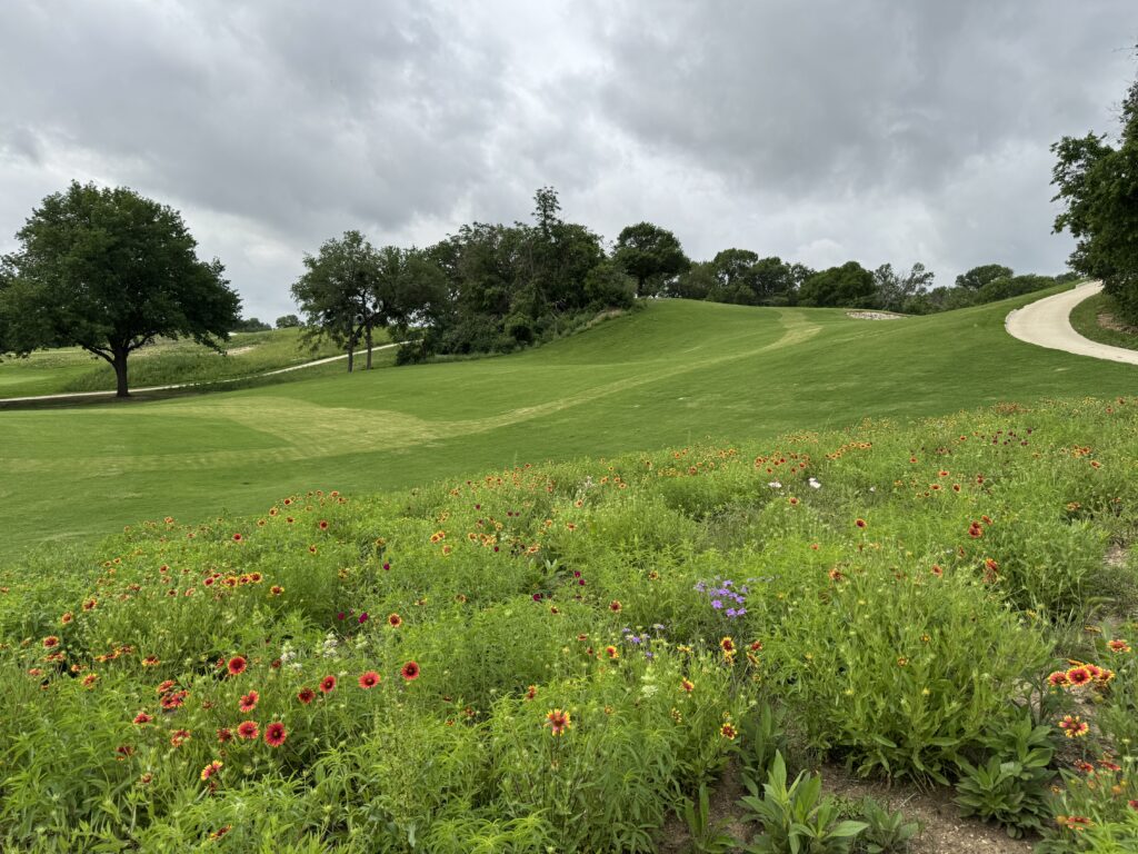 Native wildflowers at Meadowbrook