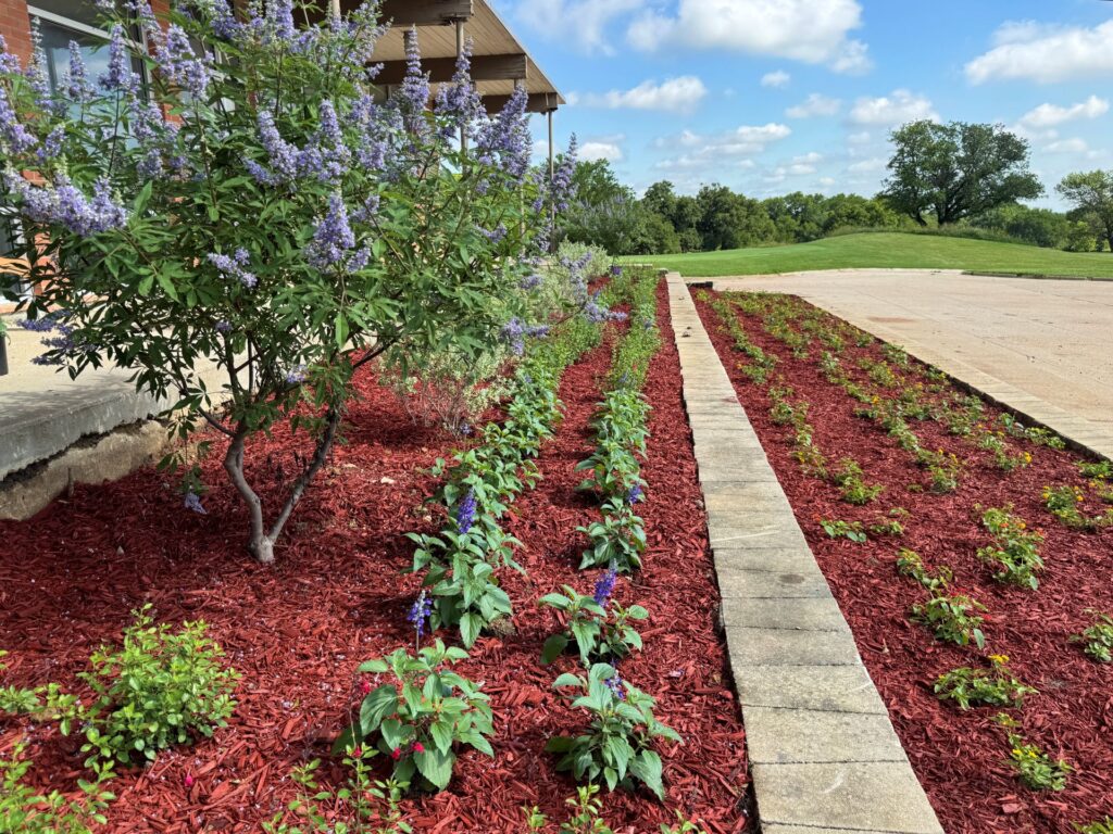 Meadowbrook - Texas native species installed