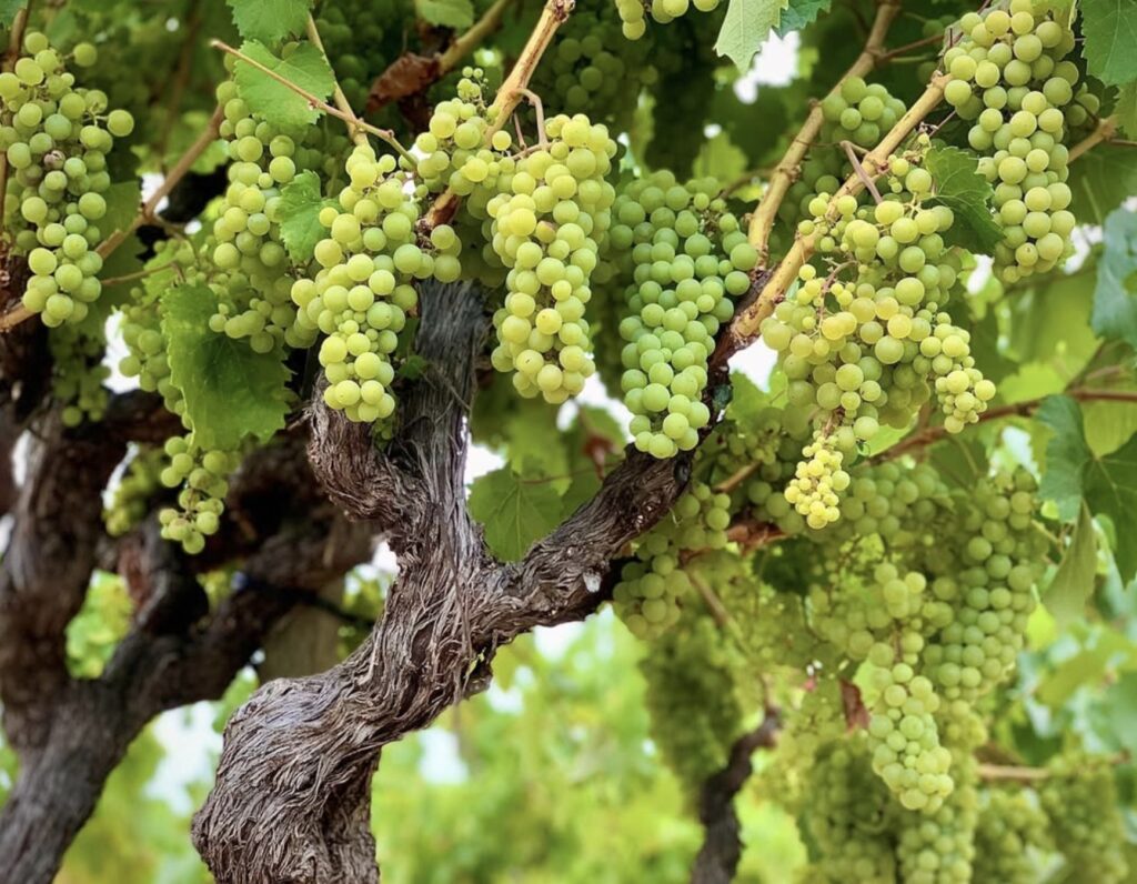 Napa Valley Vintners