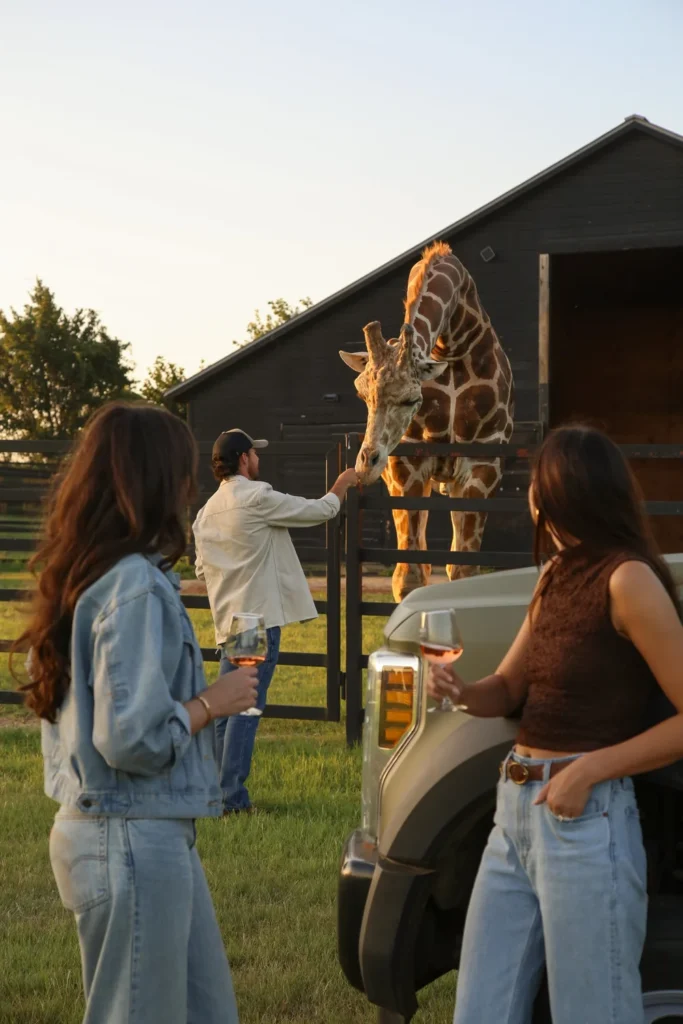 Saddlerock Safaris - Meet Stanley the male giraffe