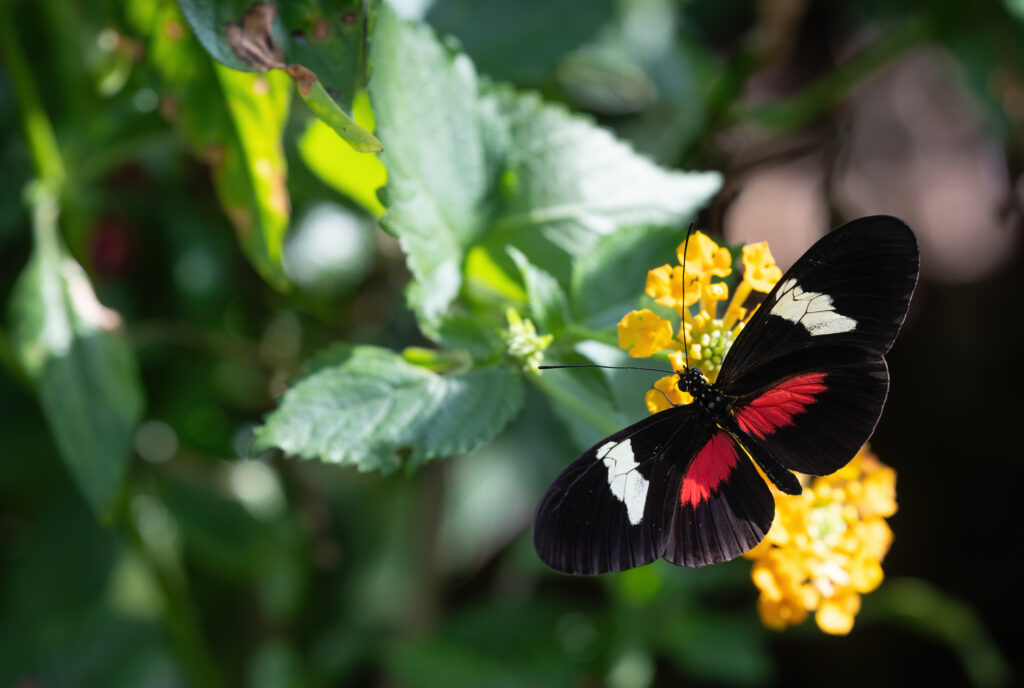 FWBG Butterflies give visitors a tour around the world
