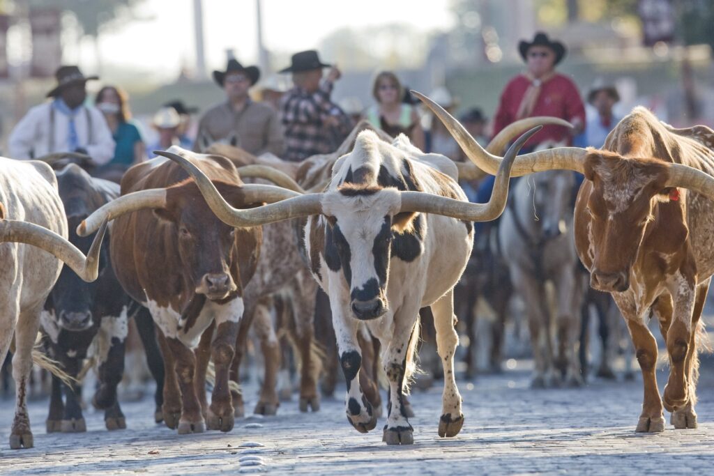 Fort Worth's embraces its Western heritage with a daily cattle drive in The Stockyards