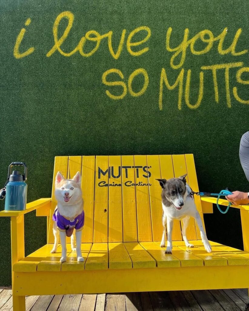 MUTTS Canine Cantina has closed all locations including Clearfork